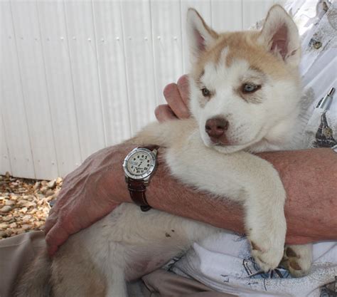 Siberian Husky Puppies 2013-05-25 | Jeffrey Beall | Flickr