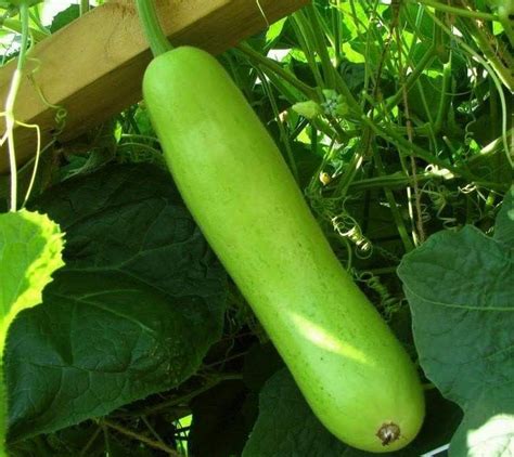 Bottle Gourd Water Benefits - Taka Vegetable