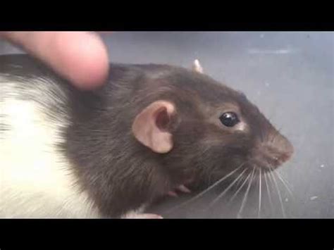 Rat Noises: 8 Common Rat Sounds & The Meaning Behind Them (Videos)