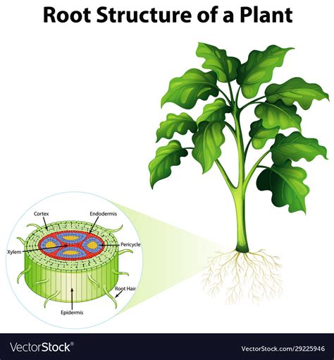 Diagram showing root structure a plant Royalty Free Vector