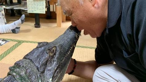 Meet Japan's 'Mr. Gator' and his eight foot alligator Cayman-kun | wthr.com