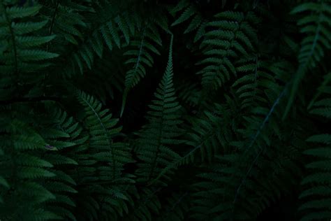 HD wallpaper: green fern plants, foliage, nature, forest, wood, dark ...