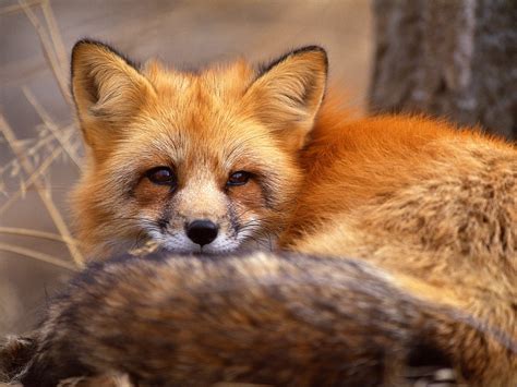 Cute Baby Fox Wallpaper - WallpaperSafari