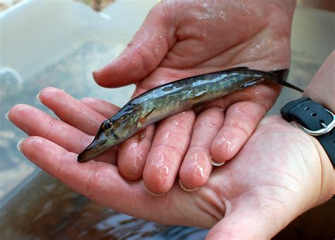 Redfin pickerel - Protecting the New Jersey Pinelands and Pine Barrens | Pinelands Preservation ...