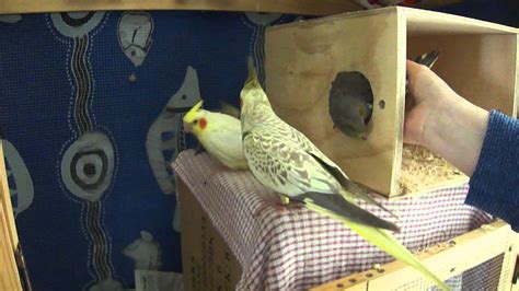 Cockatiel Exiting Nesting Box - YouTube