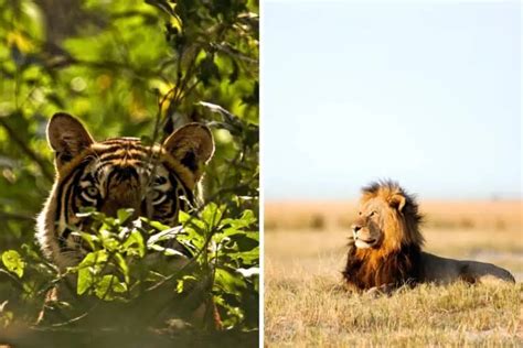 Lion vs Tiger: A Comprehensive Comparison - Leo Zoo