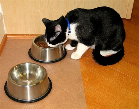 What Your Cat’s Water Bowl Says About You - Catster