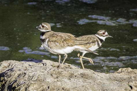 Killdeer: a true tale of nests, eggs, and chicks a-hatching — Robert ...