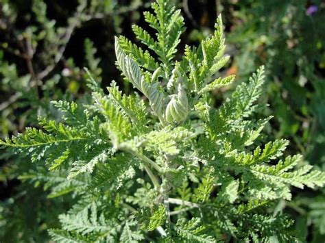 Artemisia afra ~ Everything You Need to Know with Photos | Videos