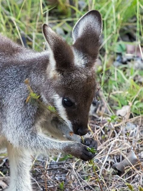 Whiptail Wallaby (Macropus parryi) - a.k.a. Pretty-faced Wallaby | Cute australian animals ...