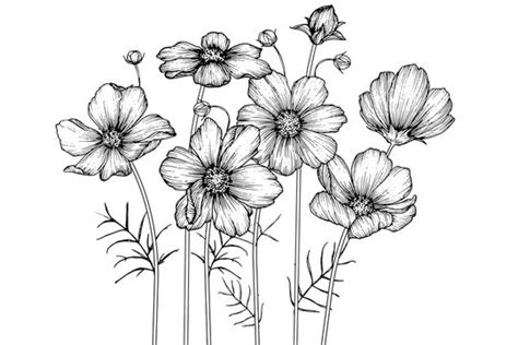 Simple Black And White Flower Drawings | Best Flower Site