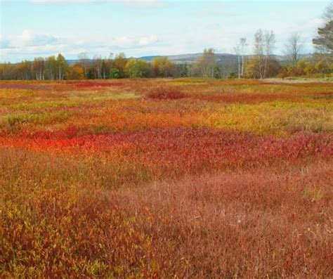 Maine Fall Foliage- 13 Spots to Enjoy Fall Colors in Maine