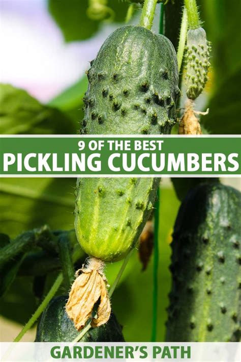 9 of the Best Pickling Cucumbers | Gardener’s Path