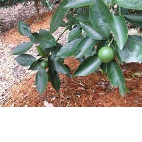 Navel Orange Citrus Trees Mature Perth WA