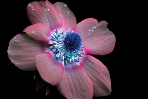 A Photographer Captures Plants’ Invisible UV Glow - Creators