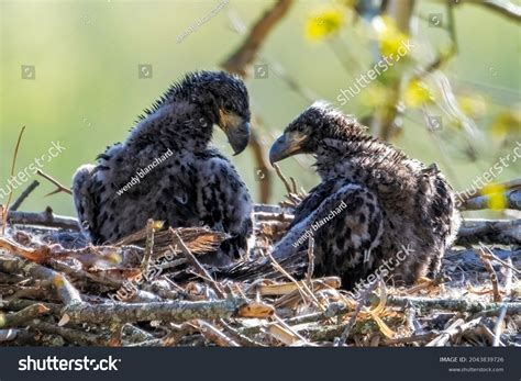 550 Bald eagle nest baby Stock Photos, Images & Photography | Shutterstock