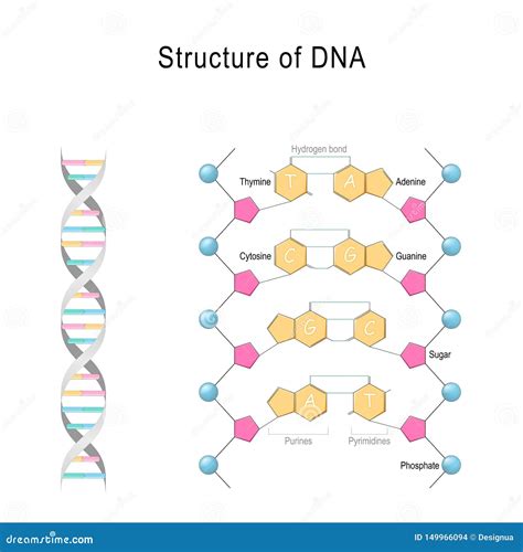 DNA Structure. Vector Diagram | CartoonDealer.com #149966094