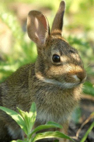 Зайка Fauna, House Rabbit Society, Classical Art, Cute Little Animals ...
