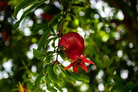 9 Pomegranate Varieties: Types & Tips | House Grail