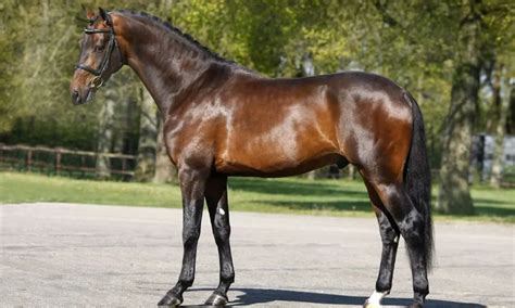 Dutch Warmblood Horse Breed Info & Facts