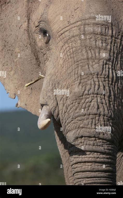 Elephant Close Up Stock Photo - Alamy