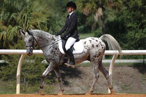 Arab/ Appaloosa cross doing dressage #arab sporthorse #arabian # ...