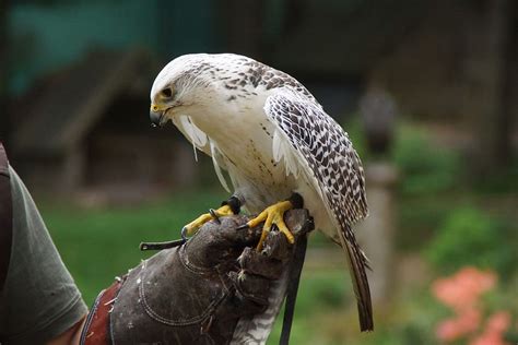 HD wallpaper: Raptor, Falconry, Bird Of Prey, feather, nature, animal ...