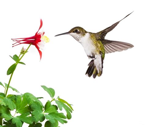 15 Red Hummingbird Flowers to Add to Your Organic Garden