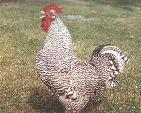 File:Barred Plymouth Rock Rooster 2.jpg - Wikimedia Commons