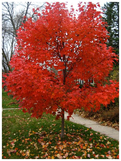 Red maple tree - tiklocenters