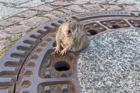 Fat Rat Rescued After Being Trapped in Sewer Grate | PEOPLE.com