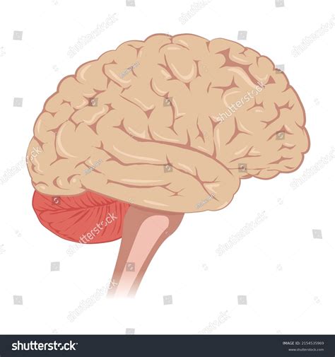 Human Brain Anatomy Side View Vector Stock Vector (Royalty Free ...