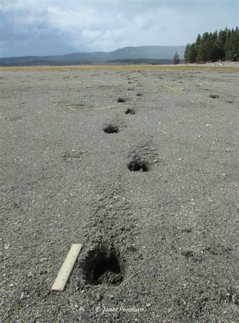 Elk Tracks and Sign - Winterberry Wildlife