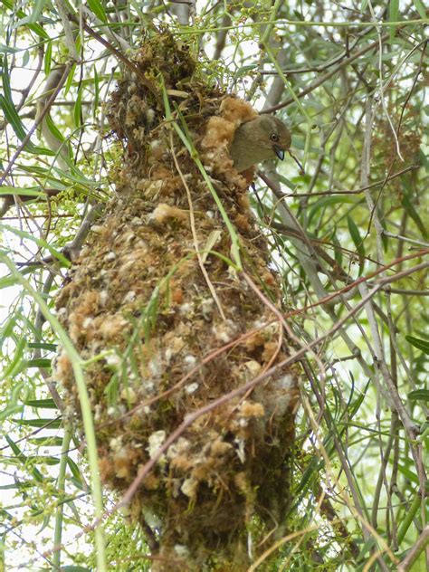 hanging bird nest identification