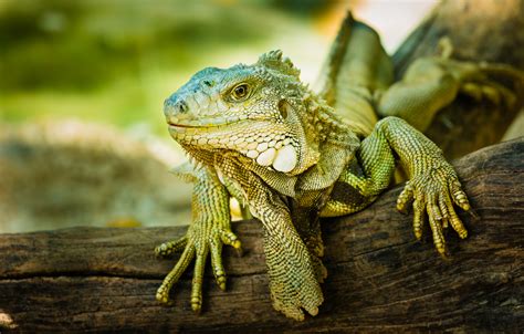 Iguana Lifespan And Proper Care - Reptiles Magazine