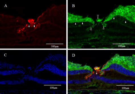 Immunohistological Study of Monkey Foveal Retina | Scientific Reports