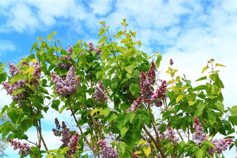 Purple Lilac Tree stock photo. Image of branch, blue - 53447746