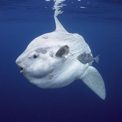 Ocean Sunfish (Mola) | National Geographic