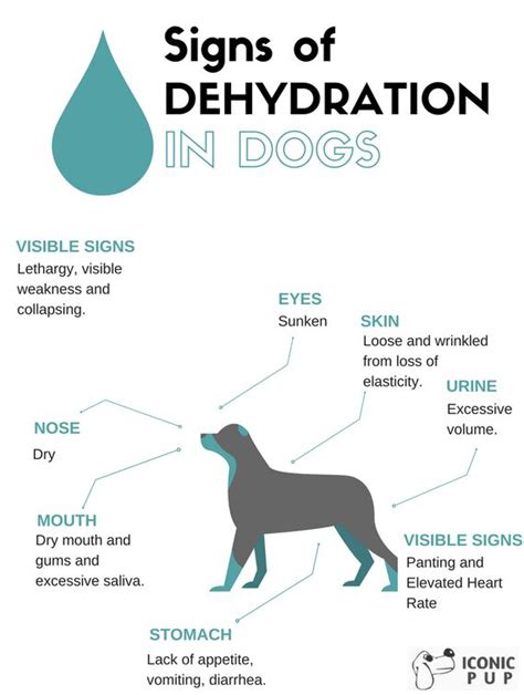 What Are Signs Of Dehydration In A Dog