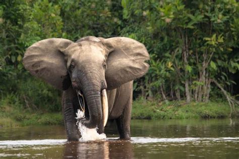 ≫ ¿Cuál es el elefante más grande del mundo?