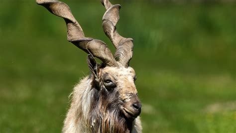 Markhor | The Réserve Zoologique de la Haute-Touche (Haute-Touche ...