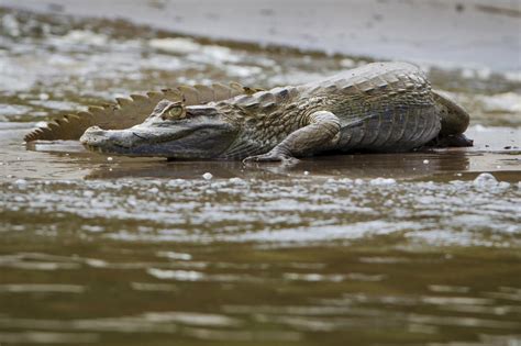 Animals of the Peruvian Amazon