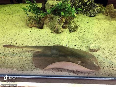 Alert – Stingray will have ‘malicious birth’ with no mate as aquarium ...