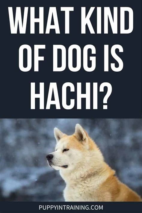 What Kind Of Dog Is Hachi? (The Story, The Film, The Breed)