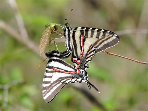 Springfield Plateau: Zebra Swallowtails