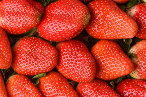 Strawberry Types and Varieties That Are Delicious and Healthy - Jardin HQ