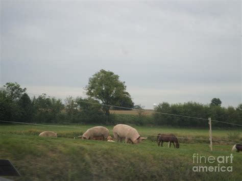 Amish Animals on the Farm Photograph by Christine Clark - Fine Art America