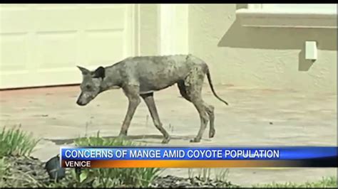 Can A Dog Get Mange From A Coyote