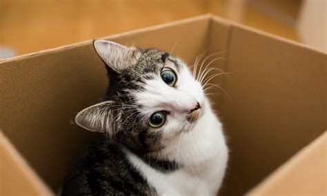 Why Is My Cat Hiding? Plus, 5 Places to Look | BeChewy