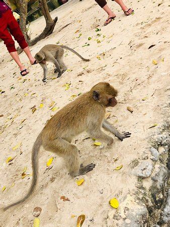 Monkey Island (Cat Ba) - 2019 All You Need to Know Before You Go (with Photos) - Cat Ba, Vietnam ...